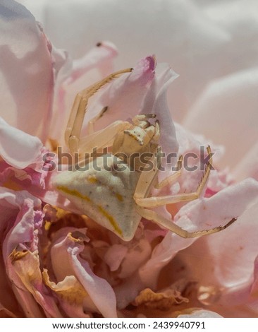 Animal, Arachnid, Crab Spider, Hiding in the centre of a Rose. Royalty-Free Stock Photo #2439940791
