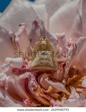 Animal, Arachnid, Crab Spider, Hiding in the centre of a Rose. Royalty-Free Stock Photo #2439940793