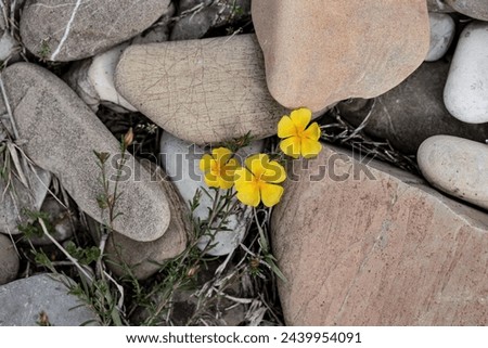 Splashes of vibrant yellow flowers adorn the rugged terrain, a testament to nature's resilience and beauty amidst harsh conditions Royalty-Free Stock Photo #2439954091