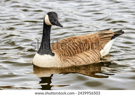 Single Canadian goose on water, facing camera, space for text, reflection, choppy water Royalty-Free Stock Photo #2439956503