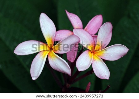 Close up of blooming frangipani flowers with green leaves background 