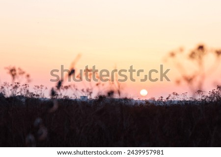 Sunset on the meadow. Early spring