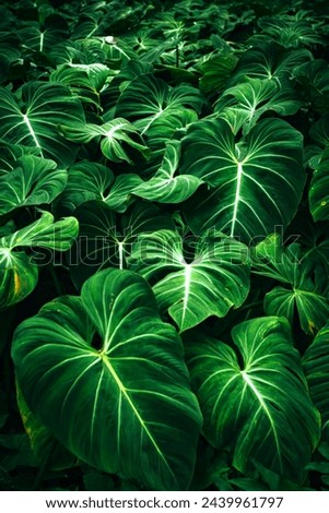 A lot of Green Turmeric scenery of wallpaper image