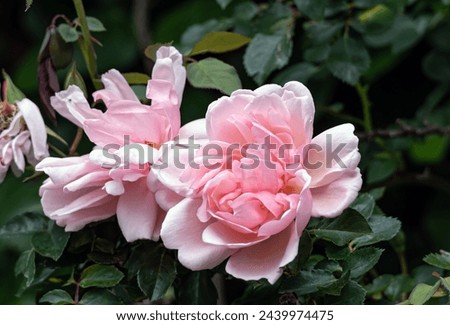 Two blossoming buds Roses Morgengruss surrounded by green foliage of a bush, in the garden. Rosa Felicia Albertine. Salmon pink color flowers, close up botanical background Royalty-Free Stock Photo #2439974475