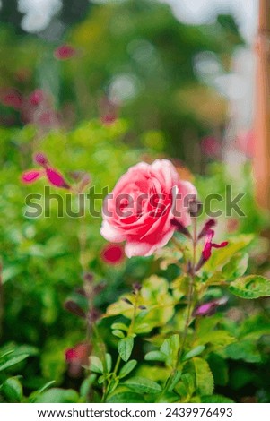 Pink Rose Flower blossoms in a green ecological park garden during spring time in the sunshine with beautiful blossom close-up in portrait image