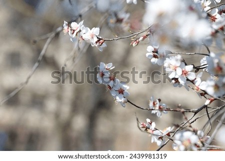 Fruit trees bloom in spring. Apricot flowers on branch against blue sky. Nature, environmentally friendly world.