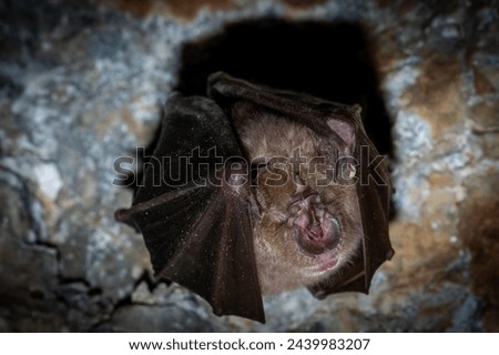 Brown bat in repose, suspended from the rocky ceiling of a shadowy cave Royalty-Free Stock Photo #2439983207