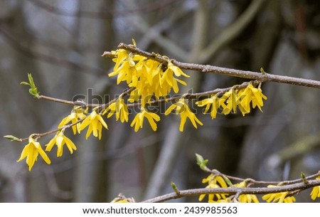 Yellow forsythia flowers on a tree in spring. Macro shot