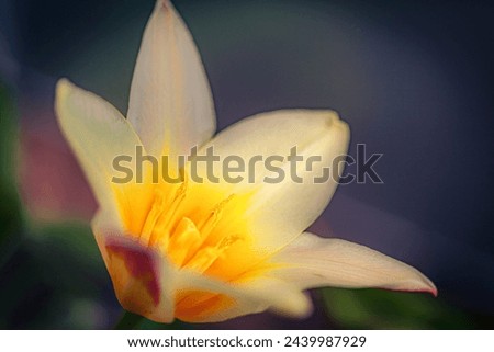Extreme macro picture of Dwarfed white and yellow tulip flower. Closeup view of colorful Tulipa binutans flower with tender petals growing in nature. Abstract floral background.