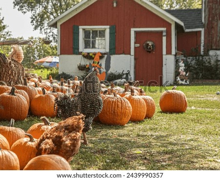 A rooster and a hen with many pumpkins and a small barn during a season in Wisconsin 