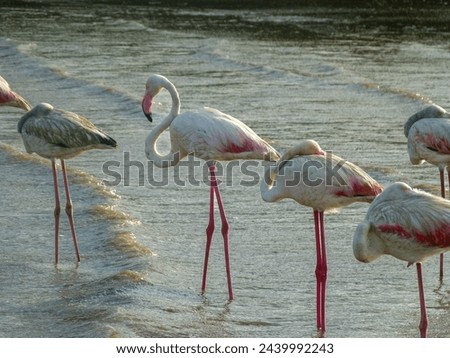 The picture shows a group of flamengo standing on the shore of a lagoon in shallow water. Taken in a game reserve in South Africa.