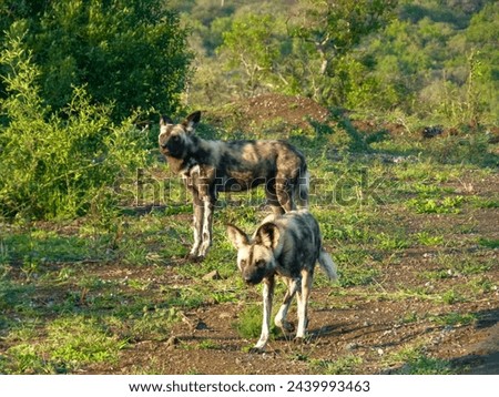The picture shows two wild dogs hunting and keeping a close eye on their prey. Taken in a game reserve in South Africa.