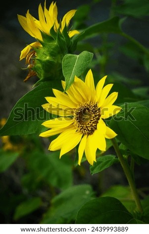 A close-up picture of a Sunflower in a garden.