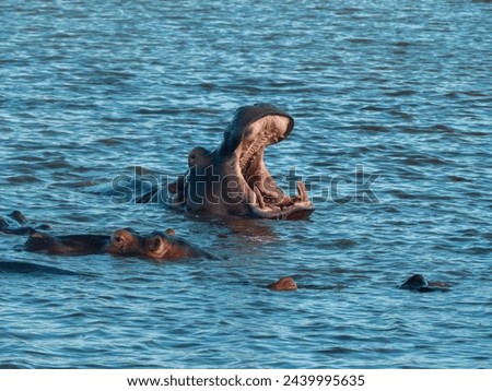 The picture shows an adult hippo in the middle of its herd, showing off its large teeth with its mouth wide open in the water of a lagoon. Taken in a game reserve in South Africa.