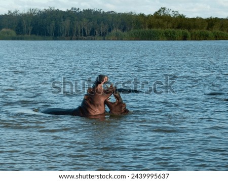 The picture shows two adult hippos in the water of a lagoon, attacking each other with their mouths open. Taken in a game reserve in South Africa.