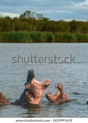 The picture shows two adult hippos in the water of a lagoon, attacking each other with their mouths open. Taken in a game reserve in South Africa.