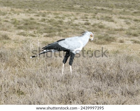 The picture shows a secretary bird hunting for prey in the grassland of the savanna. Taken in a game reserve in South Africa.