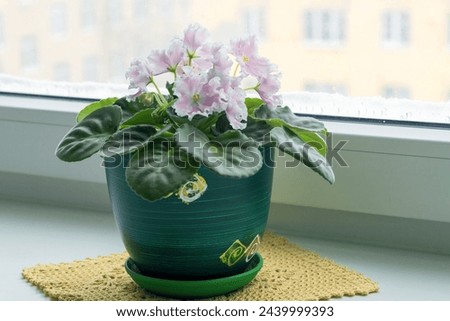 Varietal blooming pink Saintpaulia (Usambara violet) on a home windowsill. Royalty-Free Stock Photo #2439999393