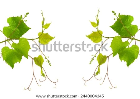 Grapevine with bright green leaves isolated on white background. There is free space for text. Collage.