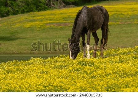 Horse grazing in pasture with yellow flowers
