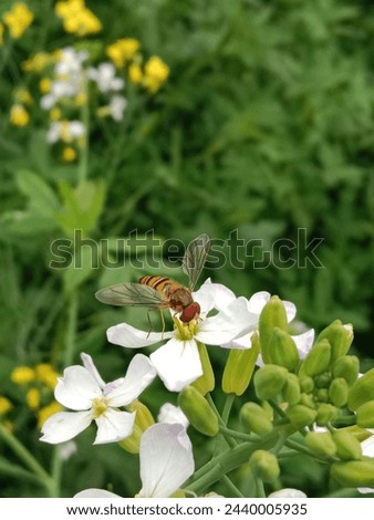 Hoverflies or flower flies collect nectar or pollen from radish flower or Hoverflies collect nectar or pollen from Raphanus sativus flower 