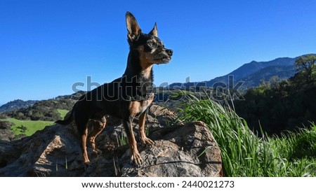 A small Miniature Pinscher dog standing on a rock in Marin County, California, with blue skies and Mt. Tamalpais in the background. Royalty-Free Stock Photo #2440021273