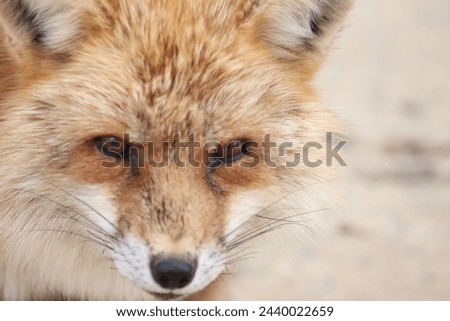 Close up of red fox