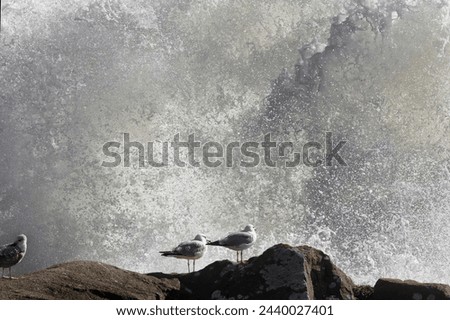 Seagulls on the top of a high cliff with a huge wave splash behind. Northern portuguese coast in a typical stormy but sunny day.