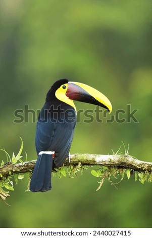 Yellow-throated Toucan in the Costa Rica nature. Chesnut-mandibled Toucan sitting on the branch in tropical rainforest. Bird in nature habitat