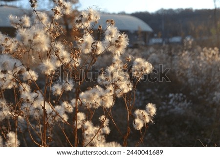 white dried flowers against sunset background