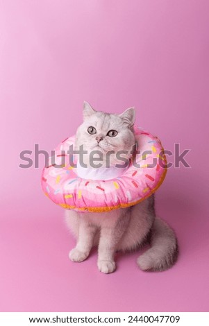 A cute white cat in a round soft protective collar made of fabric, sitting on pink background