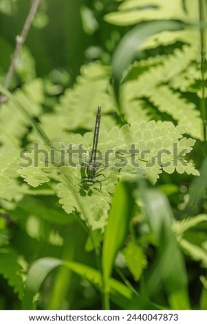 
Lilypad Clubtail, Arigomphus furcifer, male, on ferns Royalty-Free Stock Photo #2440047873