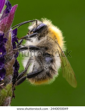 A Carder Bee on a Lavender flower.
