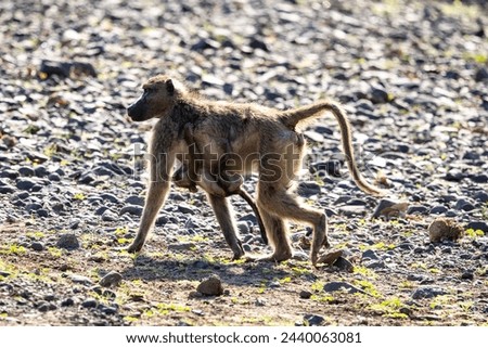 Mother baboon carrying young baboon in Botswana