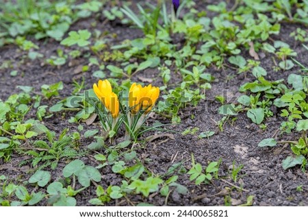 First yellow crocuses on the lawn as a spring sign