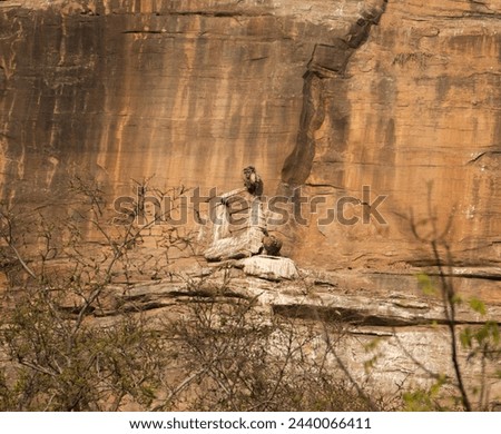 Colonies and nests of indian and himalayan griffon vultures or gyps indicus and himalayensis species on ridges of a rocky hill in Gwalior region of Madhya Pradesh in Central India Royalty-Free Stock Photo #2440066411