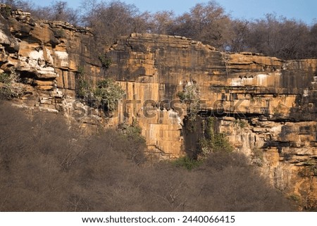 Colonies and nests of indian and himalayan griffon vultures or gyps indicus and himalayensis species on ridges of a rocky hill in Gwalior region of Madhya Pradesh in Central India Royalty-Free Stock Photo #2440066415