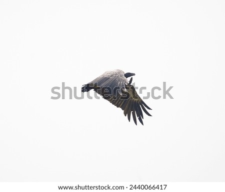 A long billed or indian vulture or gyps indicus during flight with wings open in Gwalior region of Madhya Pradesh in Central India Royalty-Free Stock Photo #2440066417