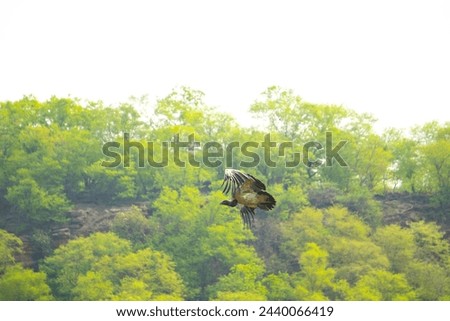 A long billed or indian vulture or gyps indicus during flight with wings open in Gwalior region of Madhya Pradesh in Central India Royalty-Free Stock Photo #2440066419