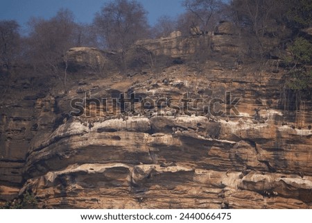 Colonies and nests of indian and himalayan griffon vultures or gyps indicus and himalayensis species on ridges of a rocky hill in Gwalior region of Madhya Pradesh in Central India Royalty-Free Stock Photo #2440066475