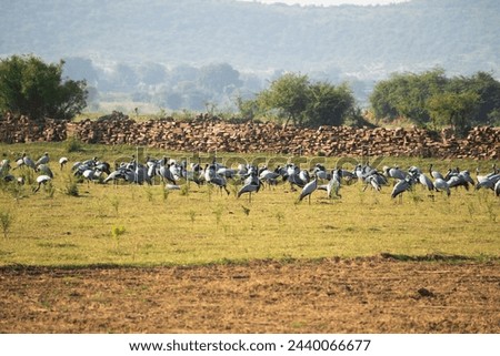 A huge flock of Demoiselle cranes or Grus virgo or Koonj birds perching on ground across a river in Gwalior Madhya Pradesh India during evening time Royalty-Free Stock Photo #2440066677