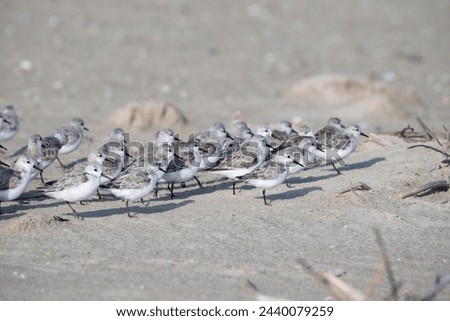 The small flock of sanderlings hiding from the stormy wing behind the grass pile on the sand beach, Galveston Island, Texas, USA	 Royalty-Free Stock Photo #2440079259