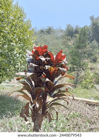 An example photo of a Ti Plant, which is often referred to as a lucky plant. 