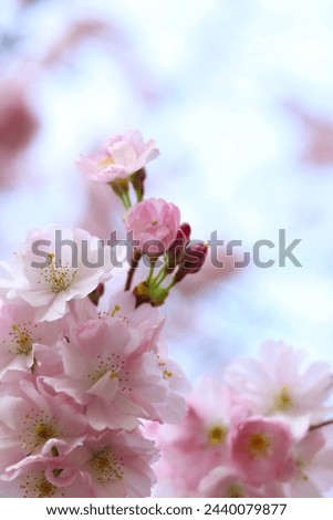close-up view of pink cherry blossoms in full bloom against soft-focus background. concepts: springtime beauty, nature's artistry, floral elegance, march blooming, natural designs