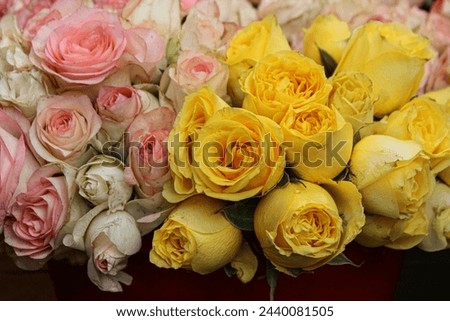 Discover stock photos of a beautiful bouquet of yellow and pink roses perfect for your design needs. Download high-quality images depicting the vibrant colors and delicate petals of these flowers.