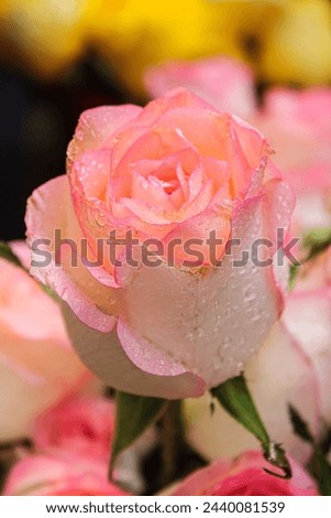 Discover high-quality stock photos of a pink rose with water splash, perfect for adding a touch of elegance and beauty to your projects. Browse our collection for stunning images.