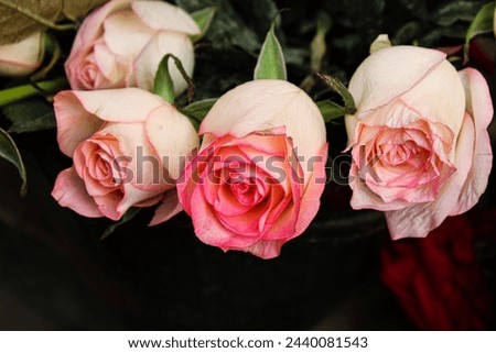 Find high-quality stock photos of a pink rose in full bloom during the daytime for your design projects. Explore our collection of stunning images and download them for your creative use.