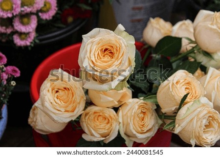 Find high-quality stock photos of cream color roses in a bucket for your design projects. Download royalty-free images of beautiful floral arrangements.