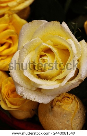 Explore stunning stock photos of a yellow rose with a water splash. Find high-quality images that capture the beauty of nature and vibrant colors.
