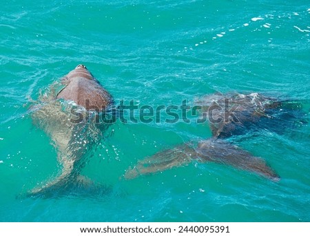 Dugongs, Shark Bay Western Australia